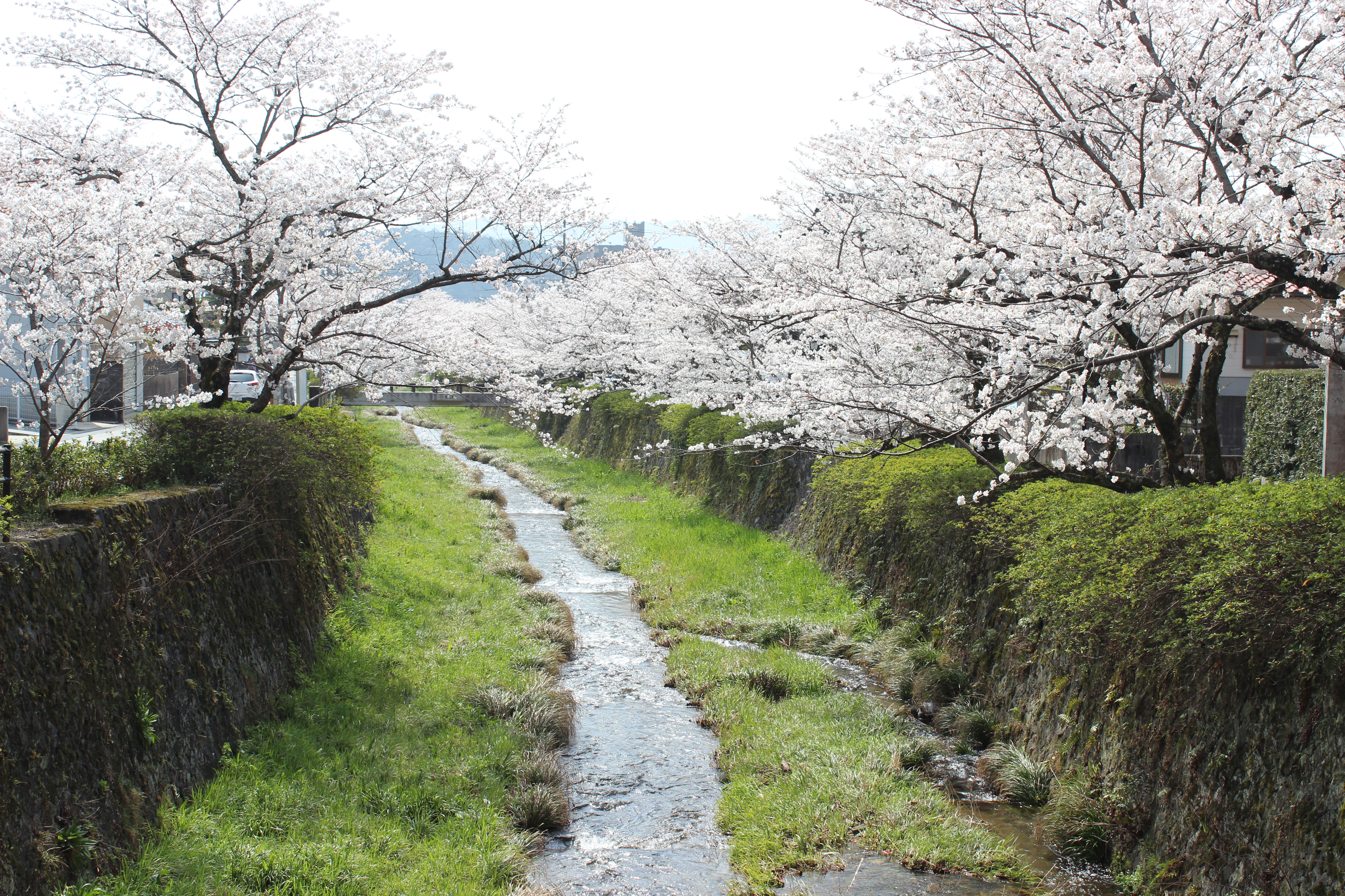 病院から徒歩5分のところにある一の坂川。春には桜、初夏には蛍で有名です。