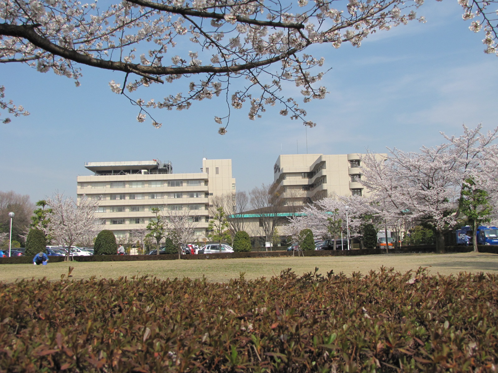 春は桜がきれいです。